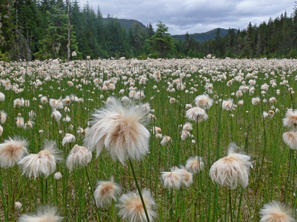 alaska-cotton-field-modified