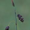 cyperaceae-sedge-family-several-flowered-sedge-carex-pluriflora