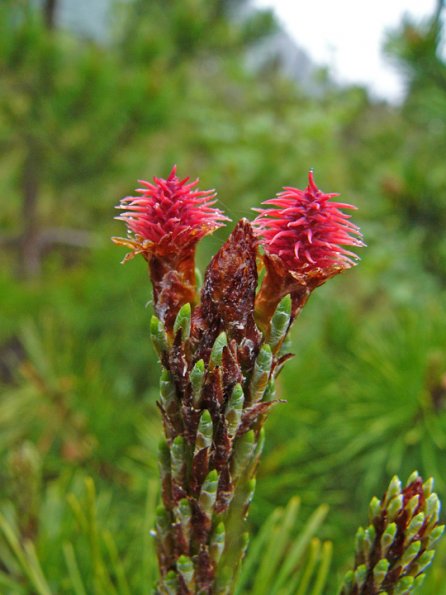 shore-pine-with-pink-tufts