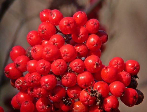 sitka-mountain-ash-berries