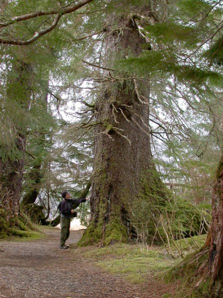 sitka-spruce-at-ward-lake-in-ketchikan