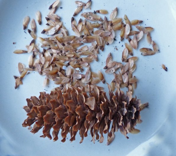 sitka-spruce-seeds-and-cone