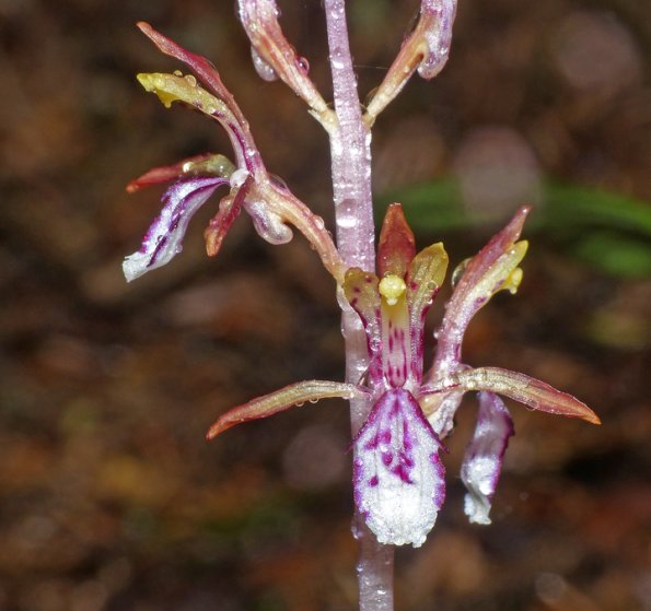 spotted-coral-root-orchid