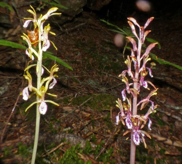 spotted-coral-root-orchids-compared