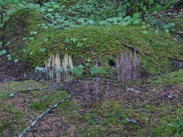 spotted-coral-root-orchids