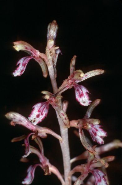spotted-coralroot-orchid