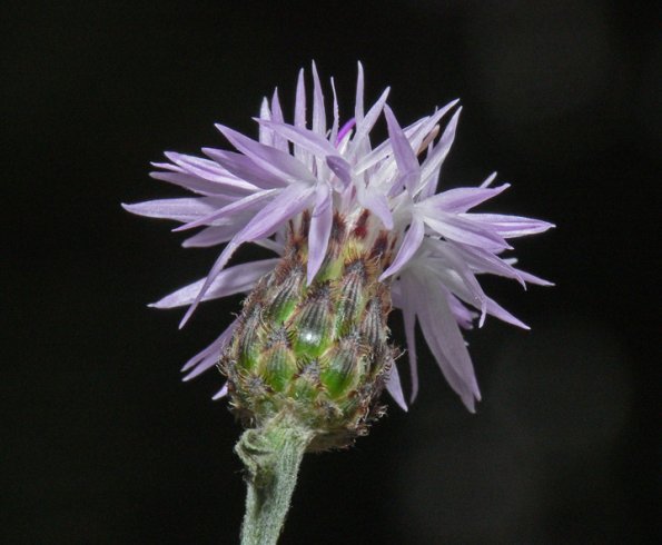 spotted-knapweed