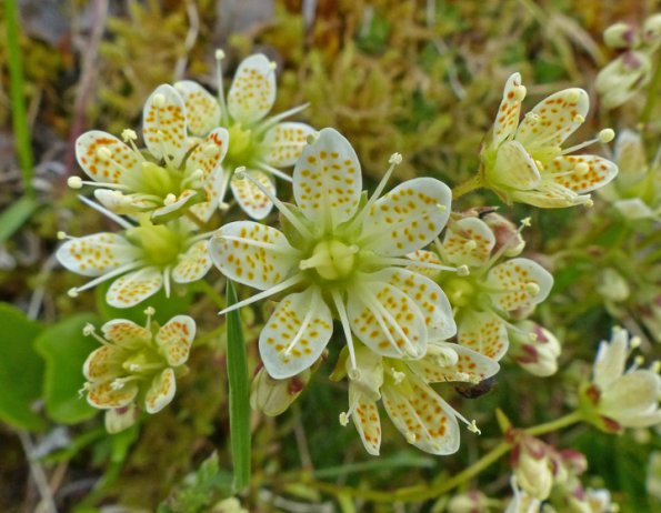 spotted-saxifrage