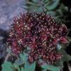 crassulaceae-stonecrop-family-roseroot-sedum-roseum-2-juneau