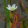 long-leaved-sundew-flower