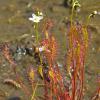 long-leaved-sundew-in-flower