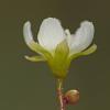 round-leaf-sundew-flower