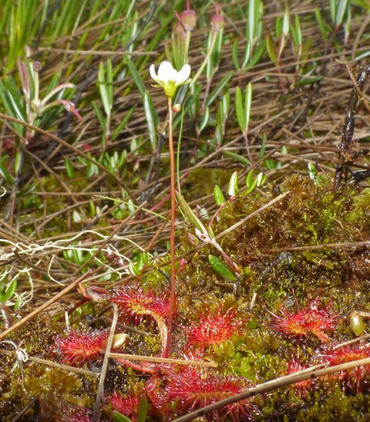 round-leaf-sundew-in-flower