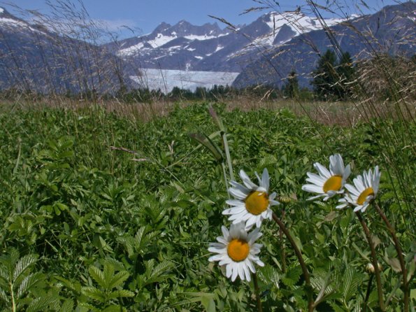 arctic-daisy-mendenhall-wetlands-juneau