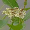 hoverflies-on-yarrow