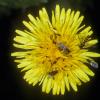 sunflower-family-dandelion-lots-of-insects