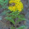 sunflower-family-goldenrod-solidago-with-bumblebee