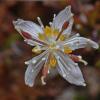 three-leaved-goldthread-coptis-trifolia-juneau