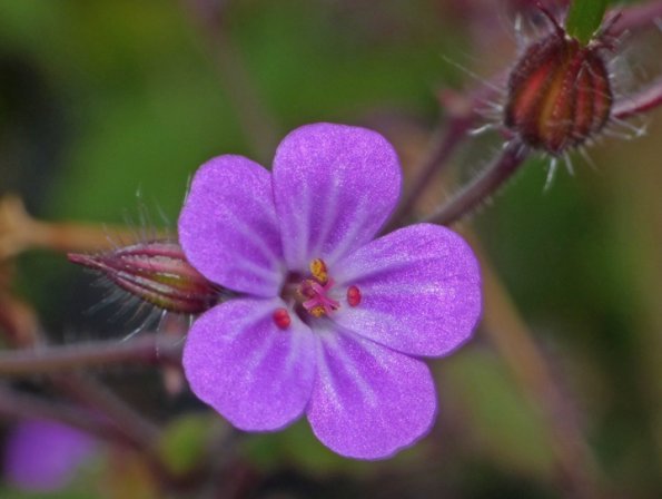 tiny-flower-with-diffuser