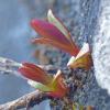 tiny-plant-1-at-nugget-falls-on-april-10