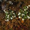 unidentified-flowers-at-mendenhall-glacier-may