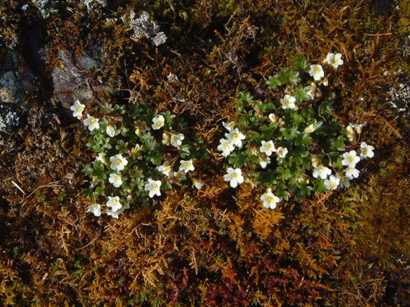 unidentified-flowers-at-mendenhall-glacier-may