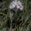 valerian-family-valerianaceae