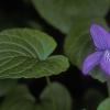 violet-family-violaceae