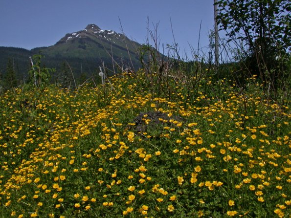 western-buttercups-juneau