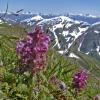 whorled-lousewort-pendicularis-verticillata-juneau