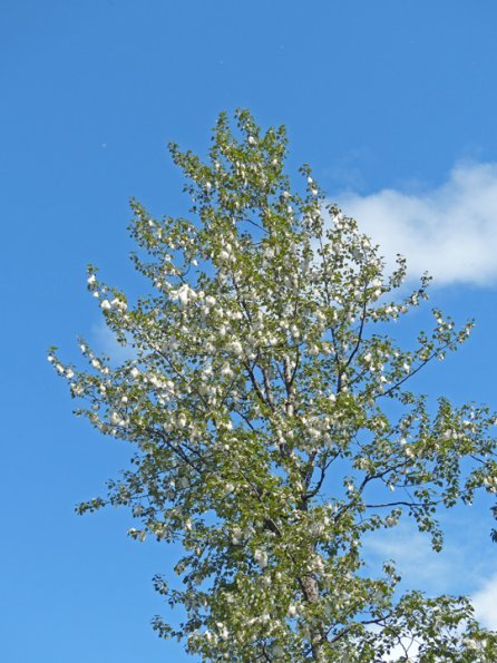 black-cottonwood-2-with-seeds