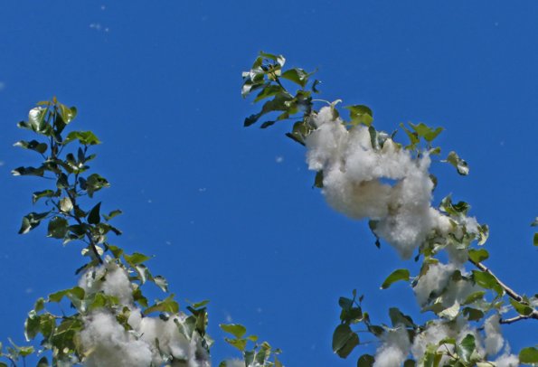 black-cottonwood-seeds