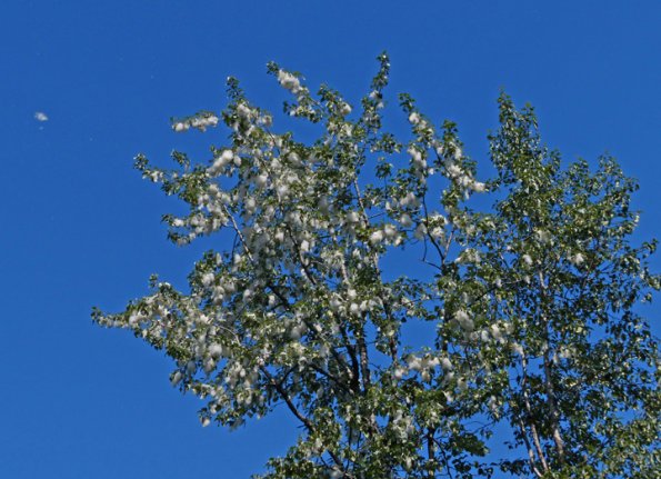 black-cottonwood-with-seeds