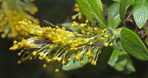 insects-on-willow-catkin
