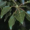 salicaceae-willow-family-black-cottonwood-populus-balsamifera-fairbanks-2