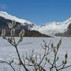 willow-catkins-and-mendenhall-glacier-march-29-2008