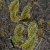 willow-catkins-with-pollen