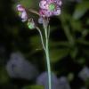 pyrolaceae-wintergreen-family-pipsissewa-chimophila-umbellata