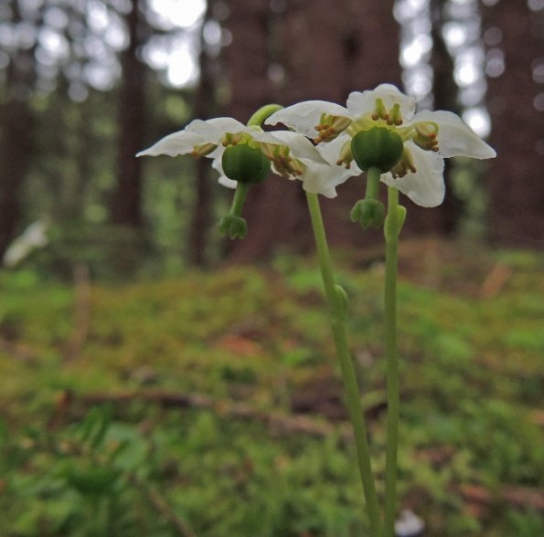 single-delight-pyrola-unifora-