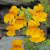 yellow-monkey-flower