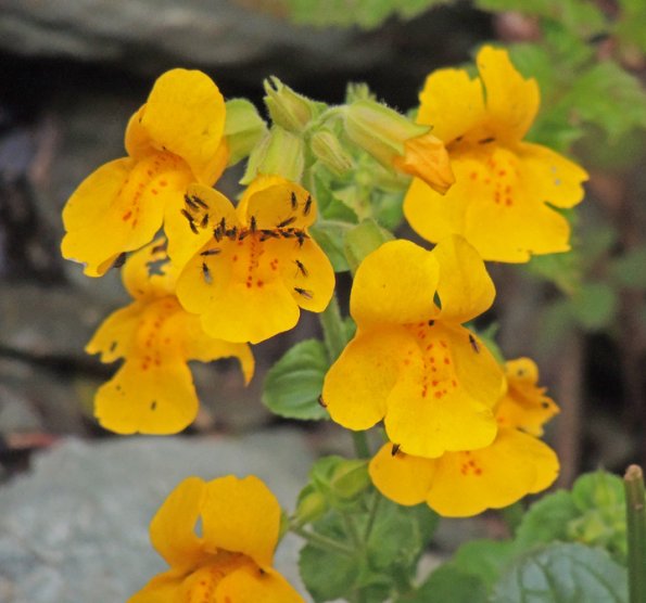 yellow-monkey-flower