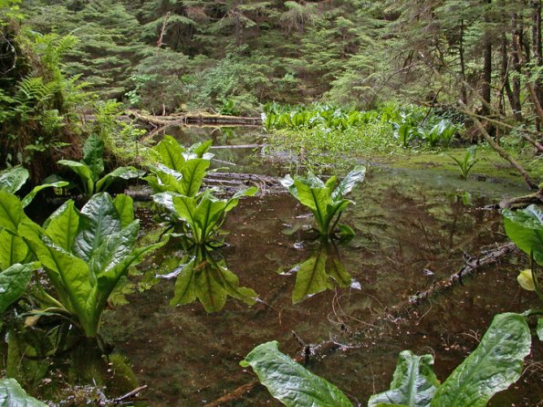 yellow-skunk-cabbage-at-blackwater-pond