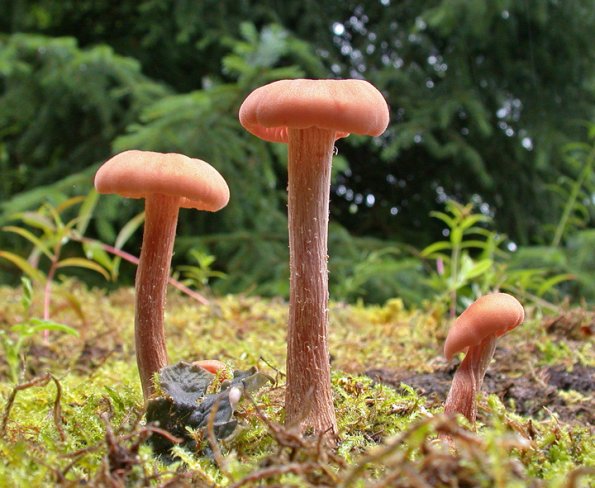 Laccaria Laccata, Juneau