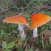 amanita-mushroom-boy-scout-camp-october