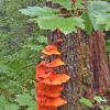 chicken-of-the-woods-1