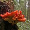chicken-of-the-woods-on-stump