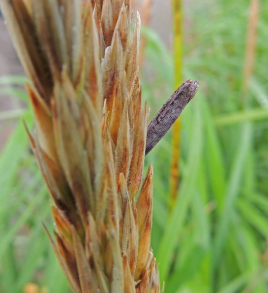 ergot-2-on-beach-rye-mendenhall-wetlands