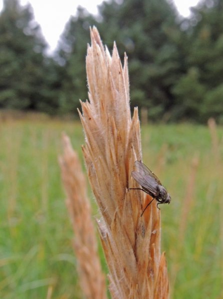 fly-on-beach-rye-possibly-eating-honeydew-from-ergot