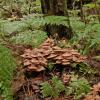 fungi-in-rain-1