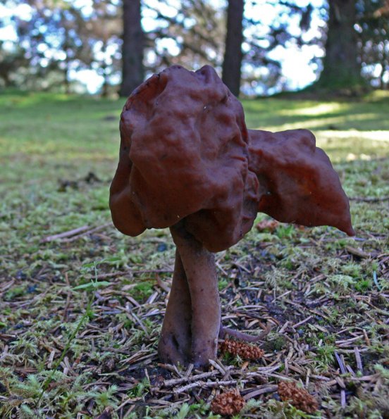 helvella